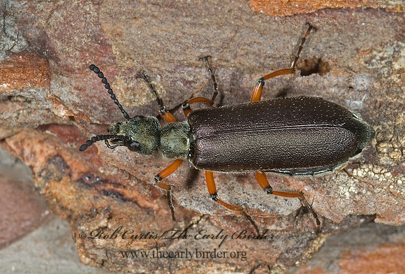 Lytta aeneus 6003139z