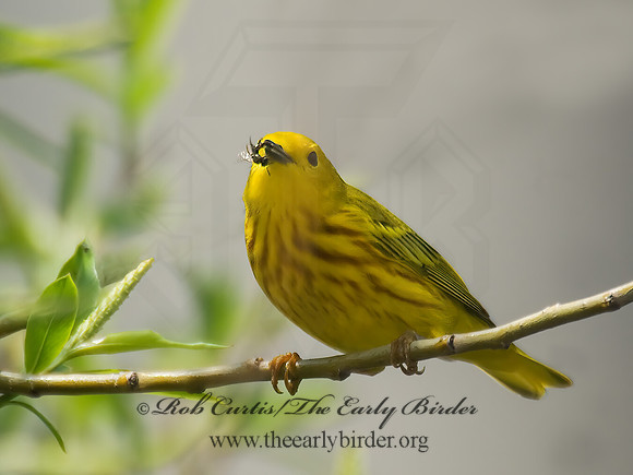 Setophaga petechia  YELLOW WARBLER 7014421z