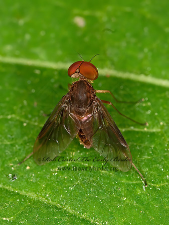 Chrysopilus quadratus  SNIPE FLY 3015316z
