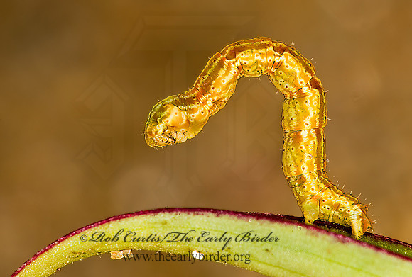 Pleuroprucha insulsaria  COMMON TAN WAVE 8008499~z