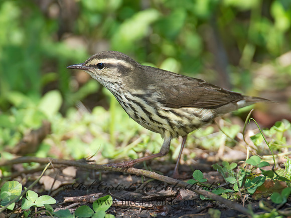 Parkesia noveboracensis  NORTHERN WATERTHRUSH 9005147z