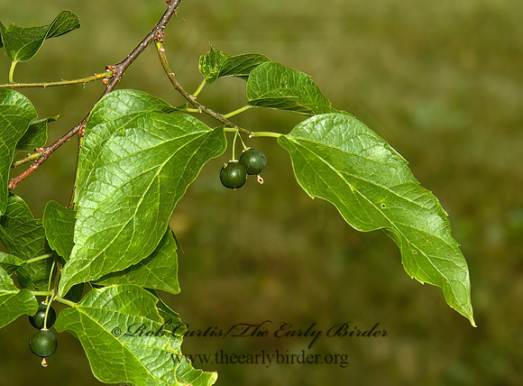 Celtis occidentailis  COMMON HACKBERRY 5009191 z