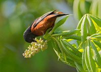 Icterus spurius ORCHARD ORIOLE 9044608z