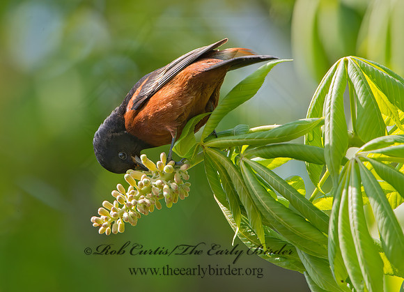 Icterus spurius  ORCHARD ORIOLE 9044608z