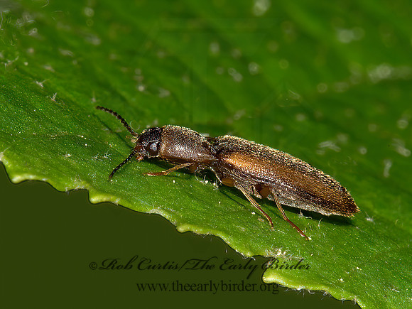 Dalopius  AGROTINI CLICK BEETLE 9031691z