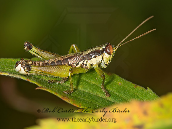 Melanoplus gracilis  GRACEFUL GRASSHOPPER 9041836z
