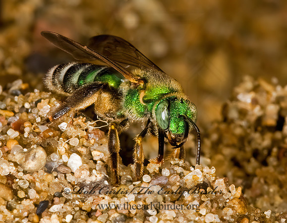 Agapostemon splendens 8008528 z