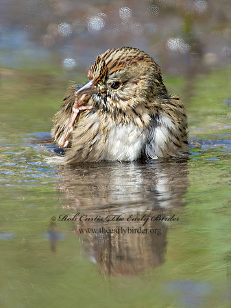 Melospiza lincolnii  LINCOLN'S SPARROW 9005634z