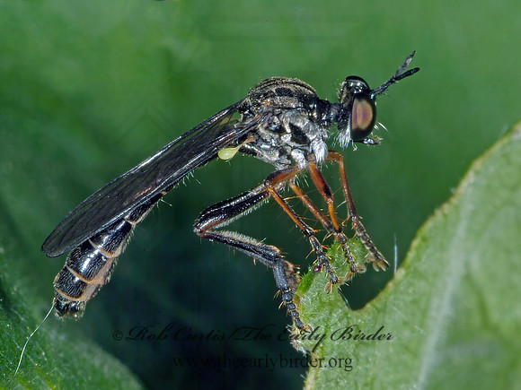 Dioctria hyalipennis  STICHOPOGONINAE ROBBER FLY 4001928_1z