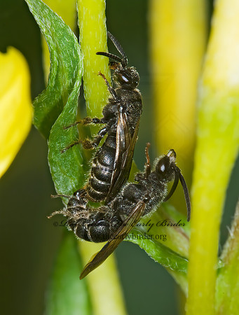 Paratiphia 6008727z