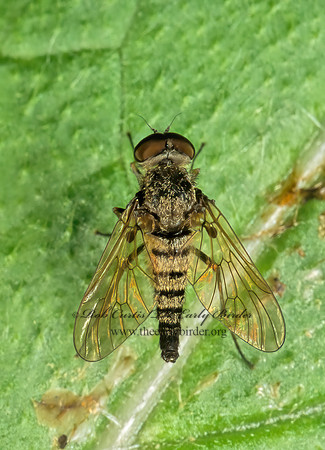 Chrysopilus fasciatus BANDED SNIPE FLY 290529z