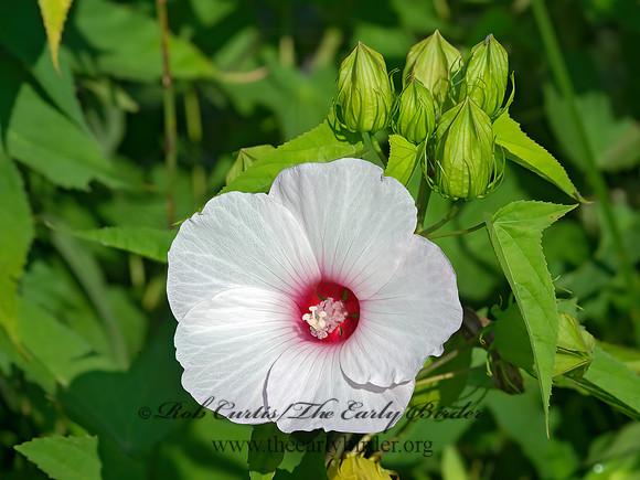 Hibiscus laevis  HALBERD-LEAVED ROSE MALLOW 9040422z