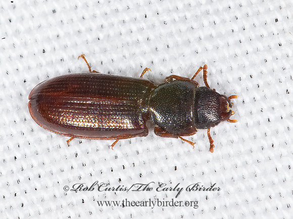 Tenebroides sonorensis  BARK-GNAWING BEETLE 7008697z