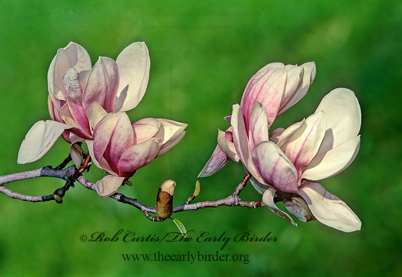 Michellia dolsopa - FRAGRANT MAGNOLIA  279824z