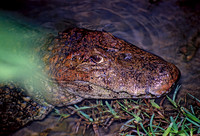 Caiman latirostris BROAD-SNOUTED CAIMAN