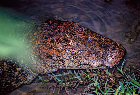 Caiman latirostris  BROAD-SNOUTED CAIMAN