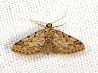 Idaea celtima STERRHINI GEOMETER 3030772z