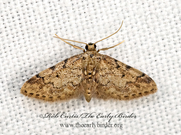 Idaea celtima  STERRHINI GEOMETER  3030772z