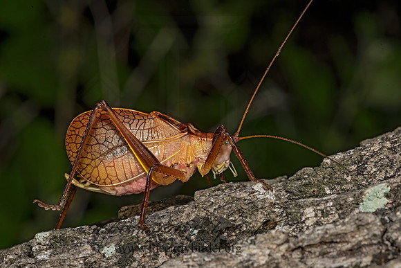 Paracyrtophyllus robustus  RED KATYDID 3041232-z