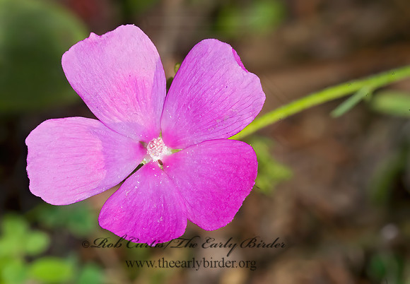 Callirhoe~  POPPY MALLOW 8008194z