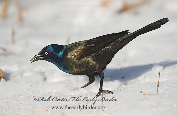 Quiscalus quiscula  COMMON GRACKLE 8001350z