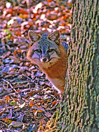 Urocyon cineroargentatus  GRAY FOX  212834z