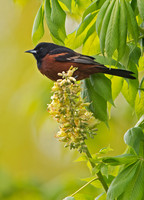 Icterus spurius ORCHARD ORIOLE 9044836z