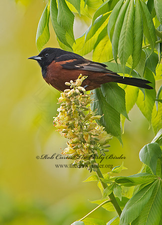 Icterus spurius  ORCHARD ORIOLE 9044836z