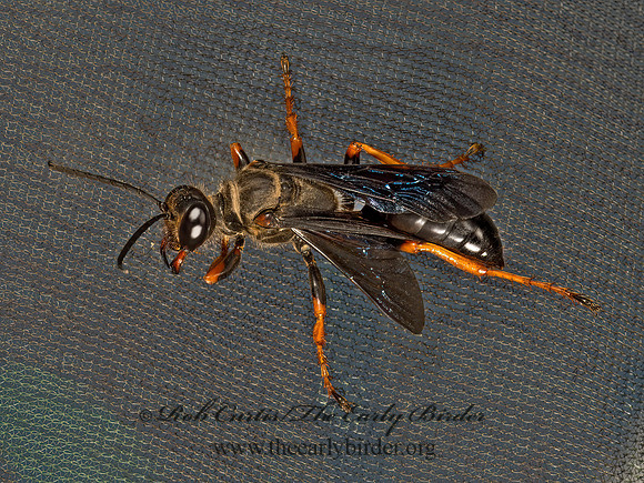 Sphex nudus  KATYDID WASP 9049348z
