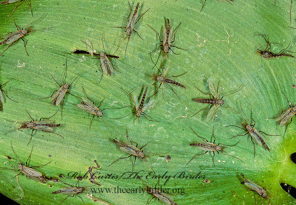 Glyptotendipes CHIRONOMINI MIDGE 246620z
