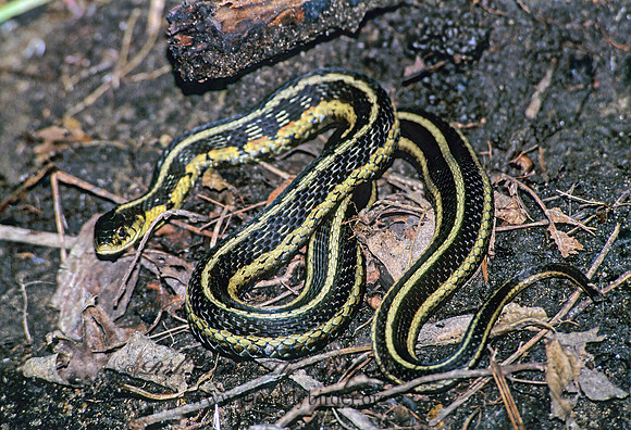 Thamnophis sirtalis  EASTERN GARTER SNAKE 294508z