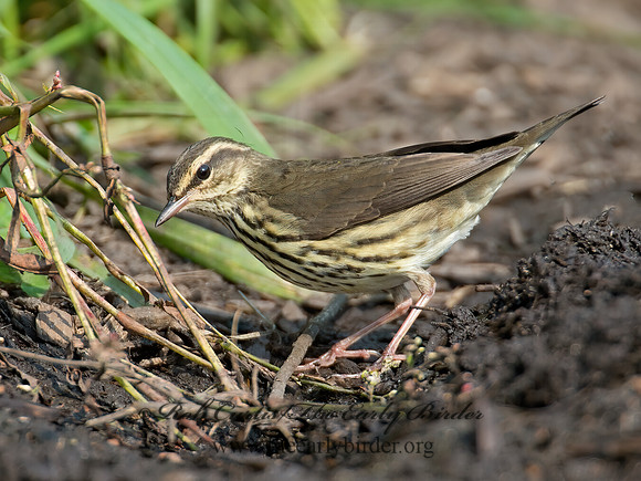 Parkesia noveboracensis  NORTHERN WATERTHRUSH 9004743z