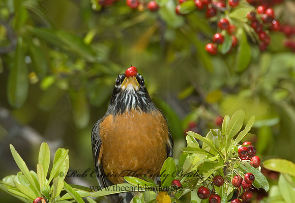 Turdus migratorius  AMERICAN ROBIN 5005921z