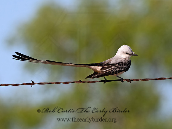 Tyrannus forficatus  SCISSOR-TAILED FLYCATCHER 3033969z