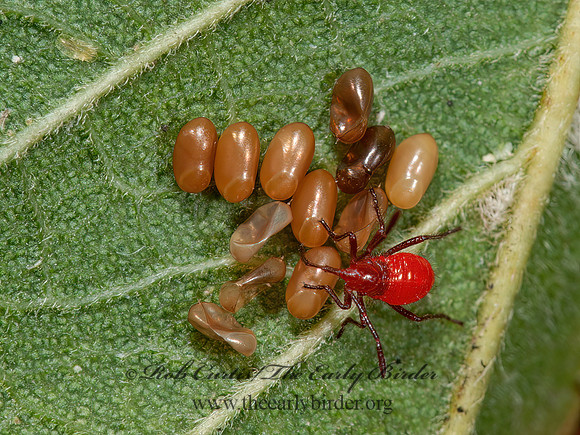 Boisea trivittata 8031521z
