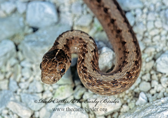 Storeria dekay  BROWN SNAKE 304407z