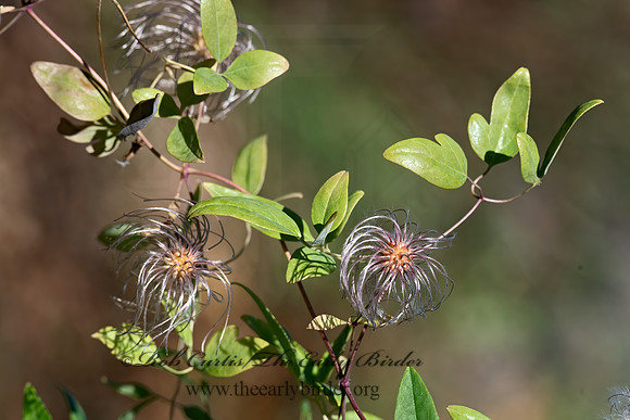 Clematis glauca  YELLOWBELL CLEMATIS 6037291z