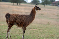 Lama glama  LLAMA 6040060z