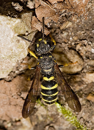 Cerceris  WEEVIL WASP 8015846z