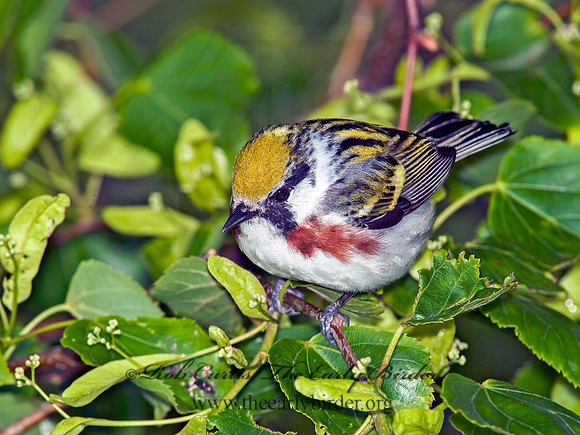 Setophaga pennsylvanica  CHESTNUT-SIDED WARBLER 4001041 z