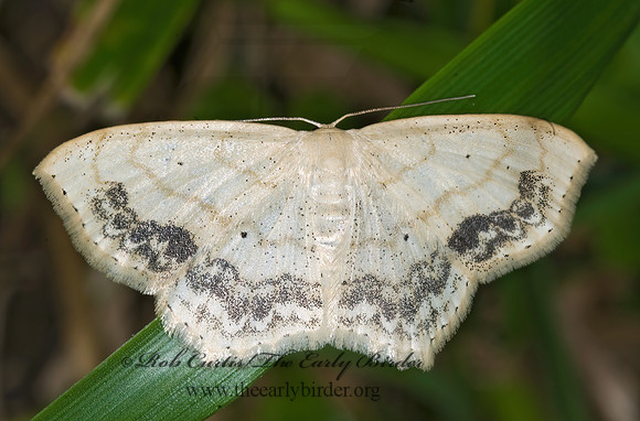 Scopula limboundata LARGE LACE-BORDER 6009047z