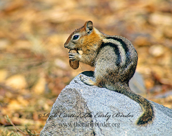 Callospermophilus lateralis  GOLDEN MANTLED SQUIRREL 112227z