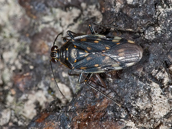 Pentacora ligata  SHORE BUG 8034851z