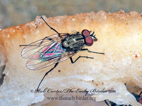 Delia platura  ROOT-MAGGOT FLY 1110334z