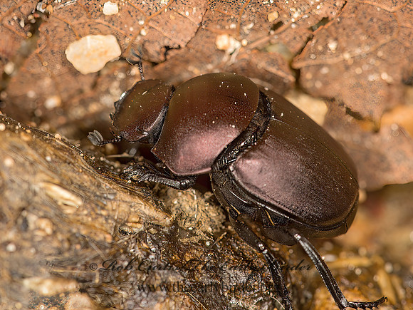 Canthon chalcites  DUNG BEETLE 9051830z