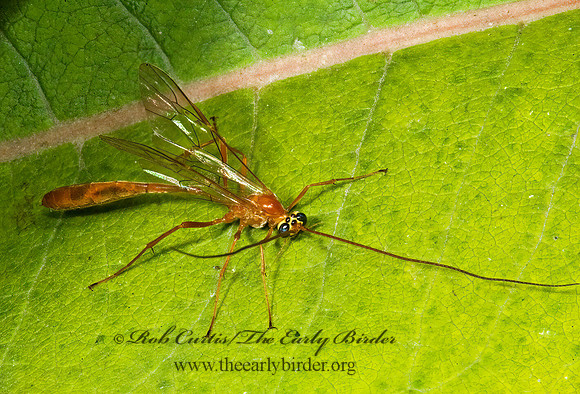 Enicospilus purgatus  OPHIONINAE ICHNEUMON 5014907z