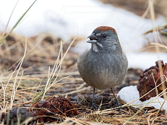 Pipilo chlorurus  GREEN-TAILED TOWHEE 3025384z-