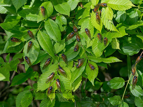 Magicicada cassinii CASSINI'S PERIODICAL CICADA 9088136 z