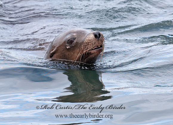 Zalophus californianus  CALIFORNIA SEA LION 7017541z