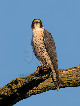Falco peregrinus PEREGRINE FALCON 3046975z